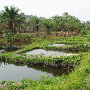 pisciculture